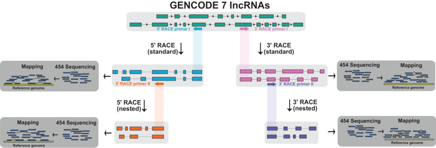 RACE-Seq flowchart